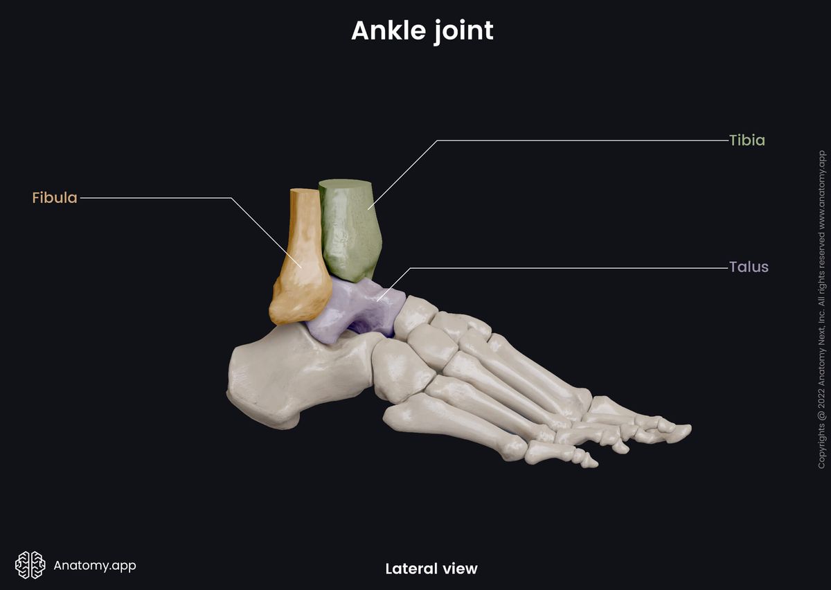 Ankle joint, Bones of leg, Tibia, Fibula, Tarsals, Talus, Colored, Human foot, Foot skeleton, Foot bones, Lateral view