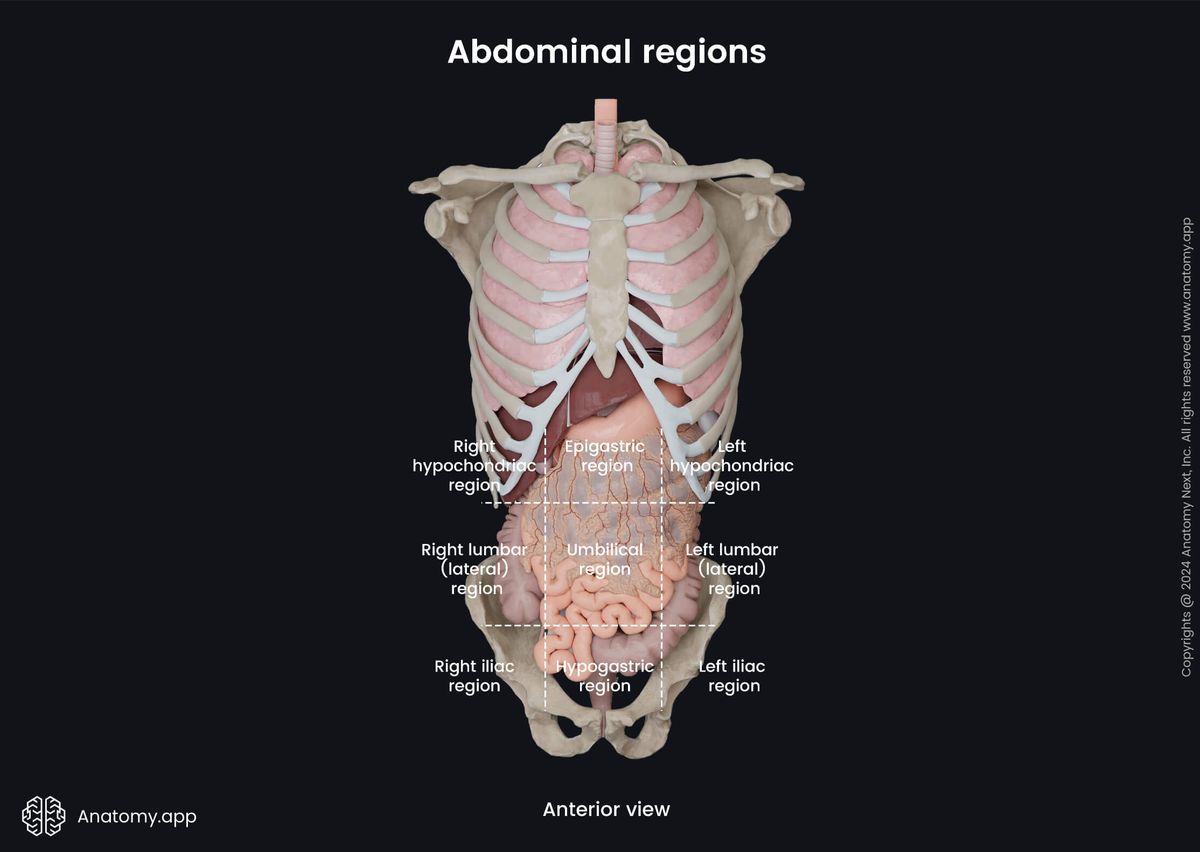 Anatomical terminology, Human skeleton, Abdomen, Abdominal regions, Anterior view