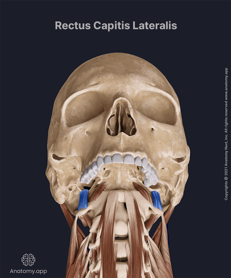 Rectus capitis lateralis, Prevertebral muscles, Anterior neck muscles, Neck muscles, Deep cervical muscles, Anterior view, Rectus capitis lateralis muscle colored blue