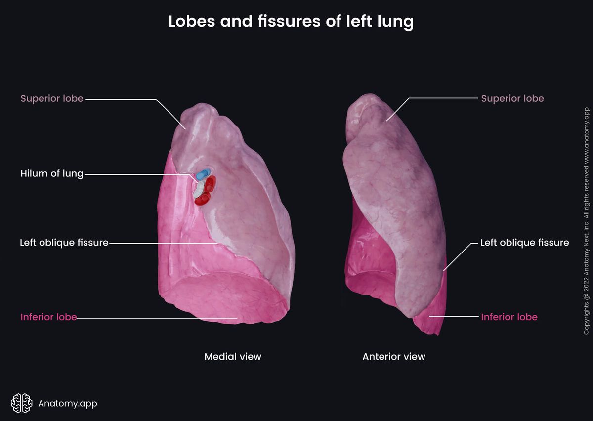 Left lung, Lobes, Fissures, Medial view, Anterior view