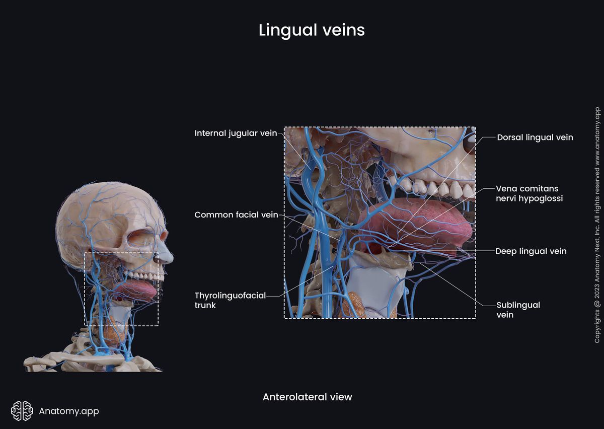 Veins of the head, Extracranial veins, Lingual veins, Thyrolinguofacial trunk, Sublingual vein, Deep lingual vein, Vena comitans nervi hypoglossi, Dorsal lingual vein, Anterolateral view