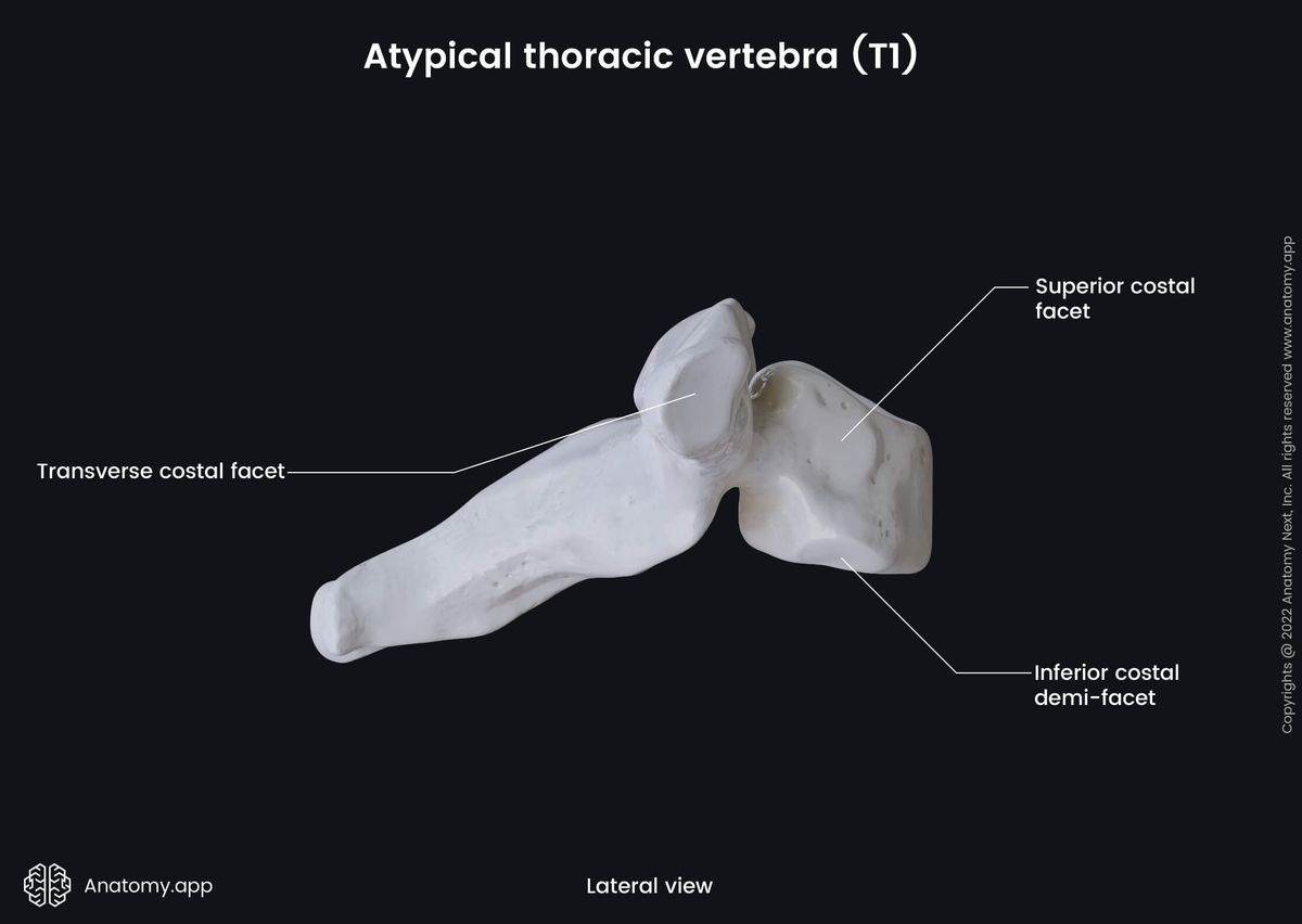 Spine, Thoracic vertebra, Atypical thoracic vertebra, First thoracic vertebra, T1, Landmarks, Costal facets, Lateral view