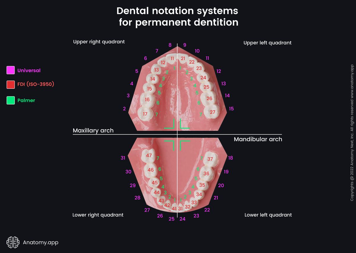 Dental notation systems, FDI system, ISO-3950 system, Palmer system, Universal system, Teeth, Palate, Teeth numbering, Maxillary arch, Mandibular arch, Secondary teeth, Permanent teeth