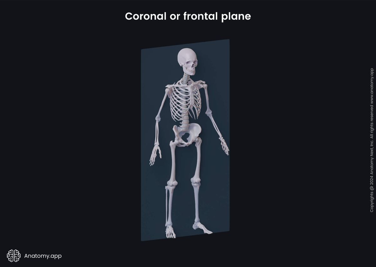 Anatomical terminology, Human body, Anatomical planes, Coronal plane, Frontal plane