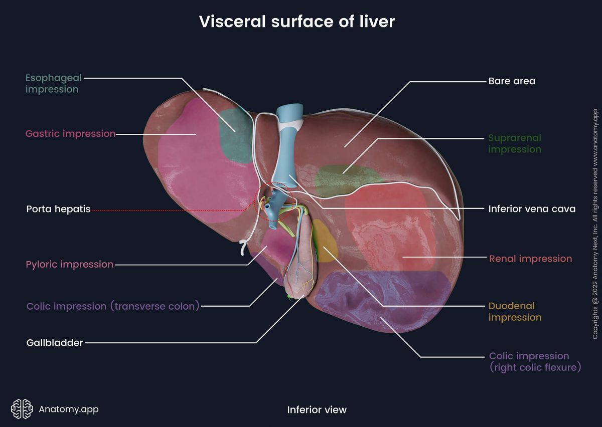 Liver, Visceral surface, Organ impressions on visceral surface, Porta hepatis, Human liver, Abdominal organs, Accessory organ of digestive tract, Accessory organ