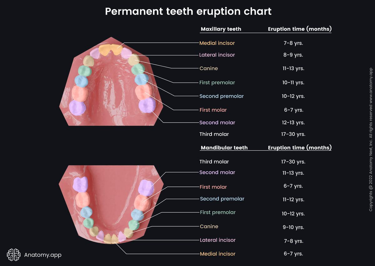 Teeth, Permanent dentition, Canines, Incisors, Molars, Premolars, Eruption times, Mandibular teeth, Maxillary teeth