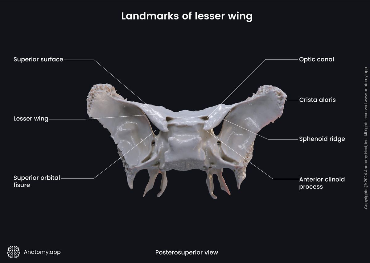 Head and neck, Skeletal system, Skull, Bones of skull, Neurocranium, Sphenoid, Parts of sphenoid, Lesser wings, Landmarks, Posterosuperior view