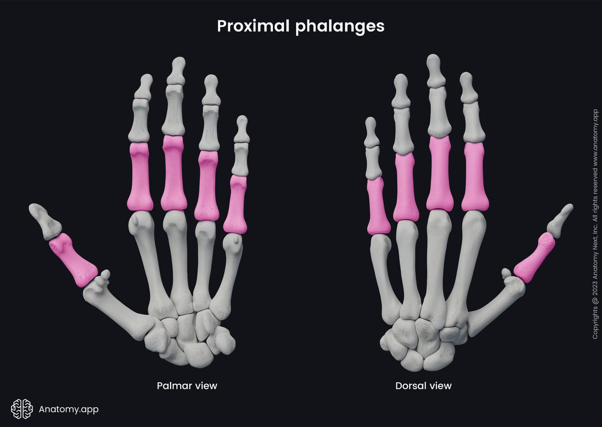 Skeleton of upper limb, Upper extremity, Phalanges of hand, Phalanges, Proximal phalanges, Bones of hand, Hand bones, Human hand, Metacarpals, Carpals, Palmar view, Dorsal view