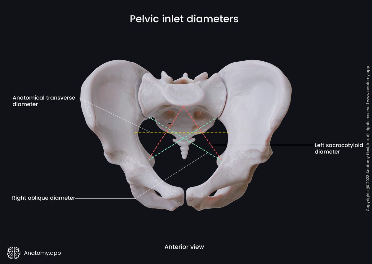 Pelvis, Pelvic inlet, Pelvic inlet diameters, Anatomical transverse diameter, Sacrocotyloid diameter, Oblique diameter, Anterior view