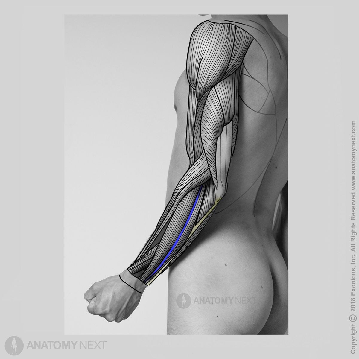 Extensor digiti minimi, Forearm muscles, Muscles of forearm, Posterior compartment of forearm muscles, Posterior compartment muscles, Human muscle, Arm muscles, Extensors