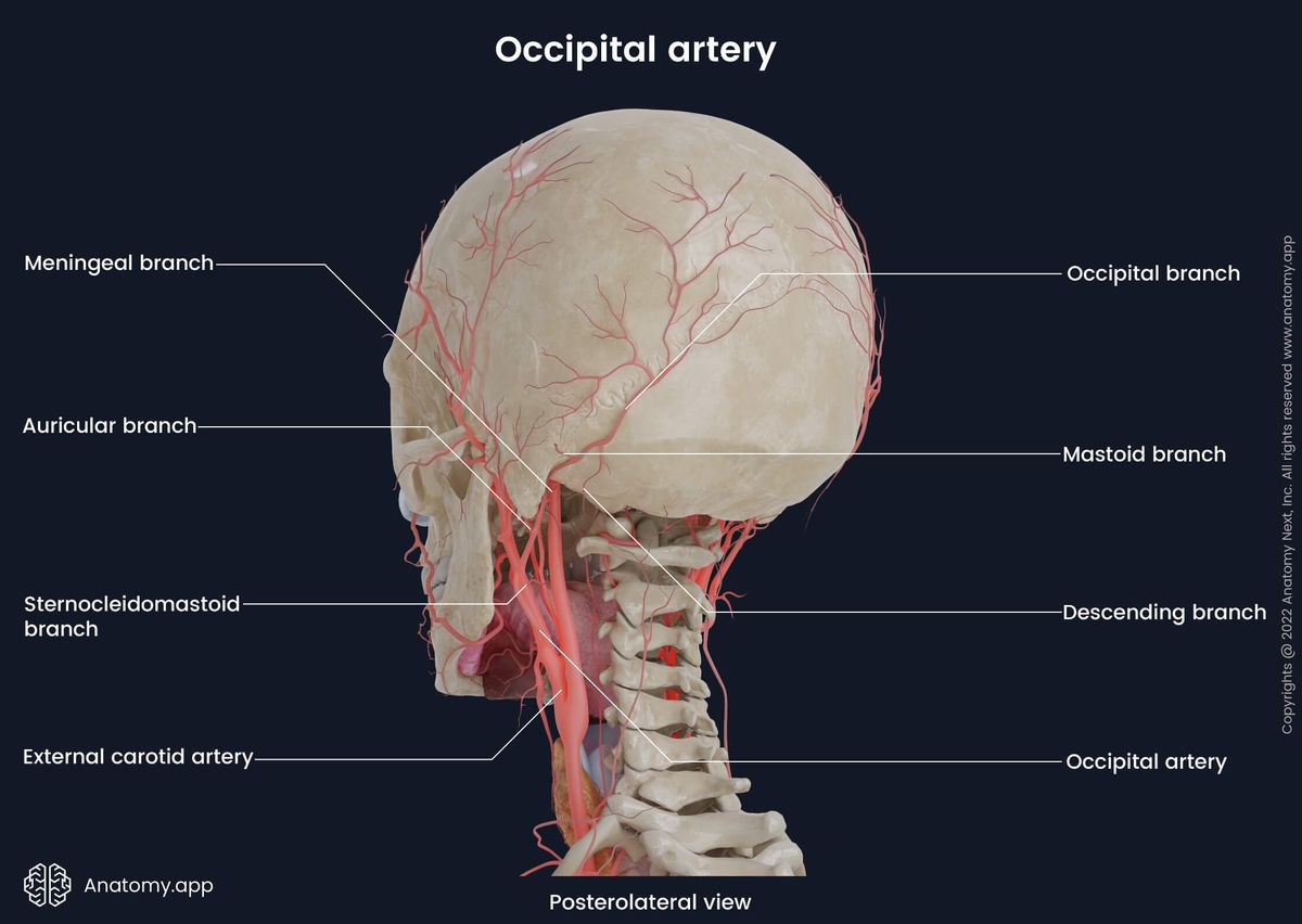 Occipital artery and its branches, External carotid artery, Skull, Human head, Posterolateral view