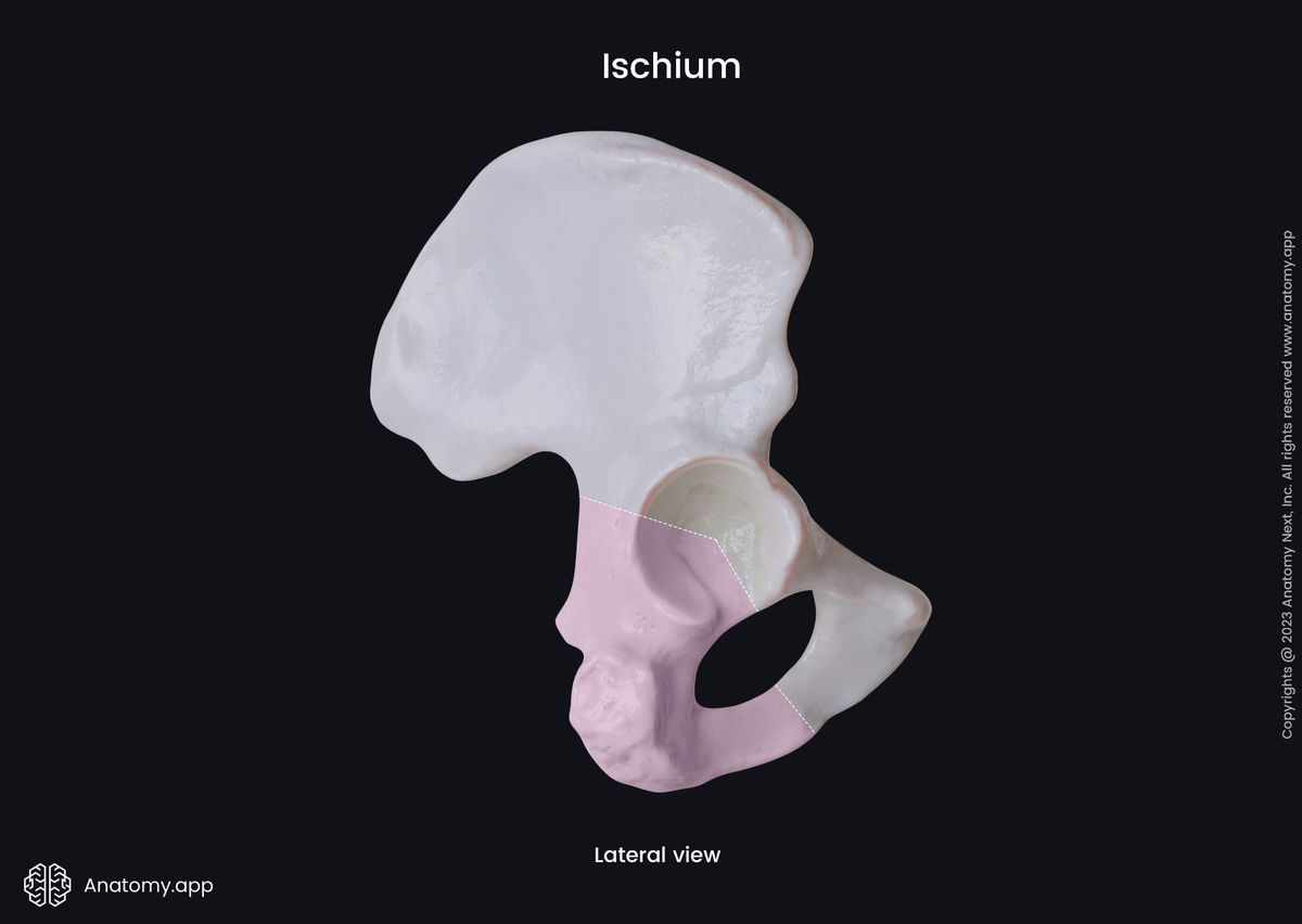 Hip bone, Pelvic girdle, Ischium, Lateral view, Human skeleton