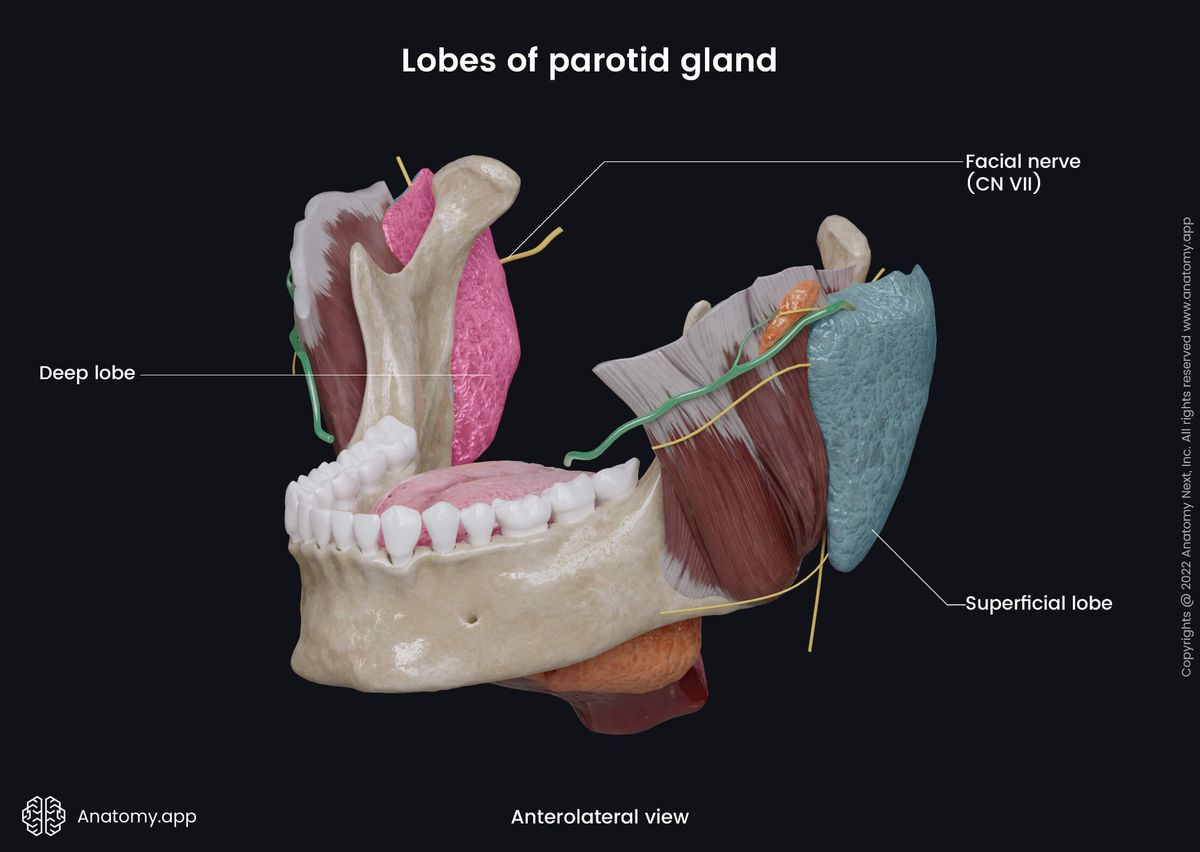 Parotid gland, Lobes, Superficial lobe, Deep lobe, Facial nerve, Anterolateral view, Mandible