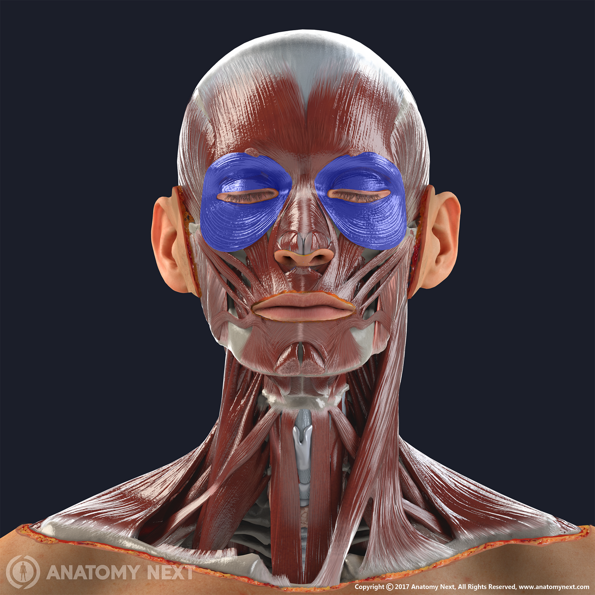 Orbicularis oculi muscle with other facial muscles