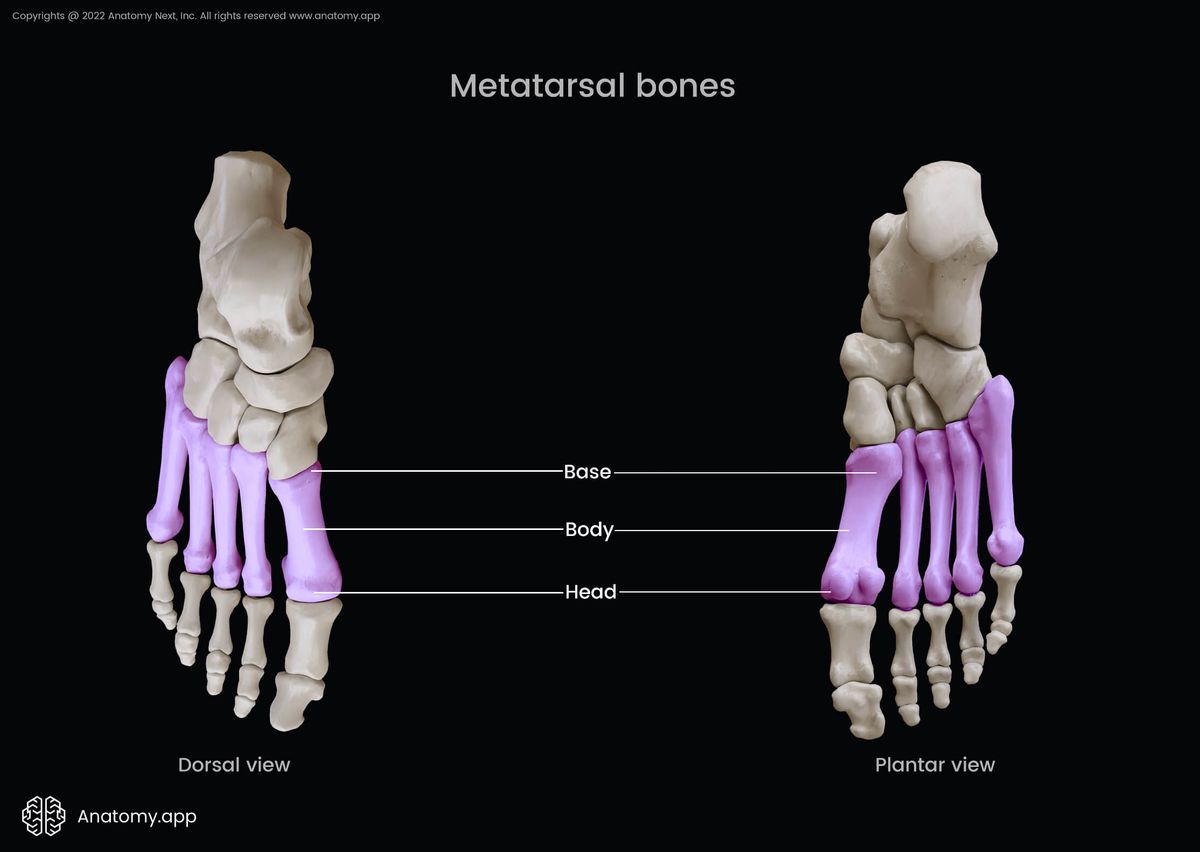 Metatarsals, Bones of foot, Human foot, Metatarsal bones, Dorsal view of metatarsals, Plantar view of metatarsals, Parts of metatarsals, Skeleton of lower limb