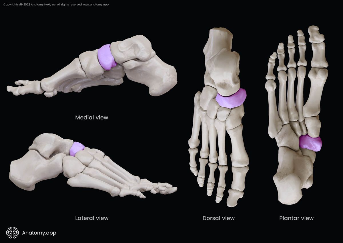 Navicular bone, Lateral view of navicular bone, Medial view of navicular bone, Dorsal view of navicular bone, Plantar view of navicular bone, Tarsal bone, Human foot, Bones of foot, Skeleton of lower limb