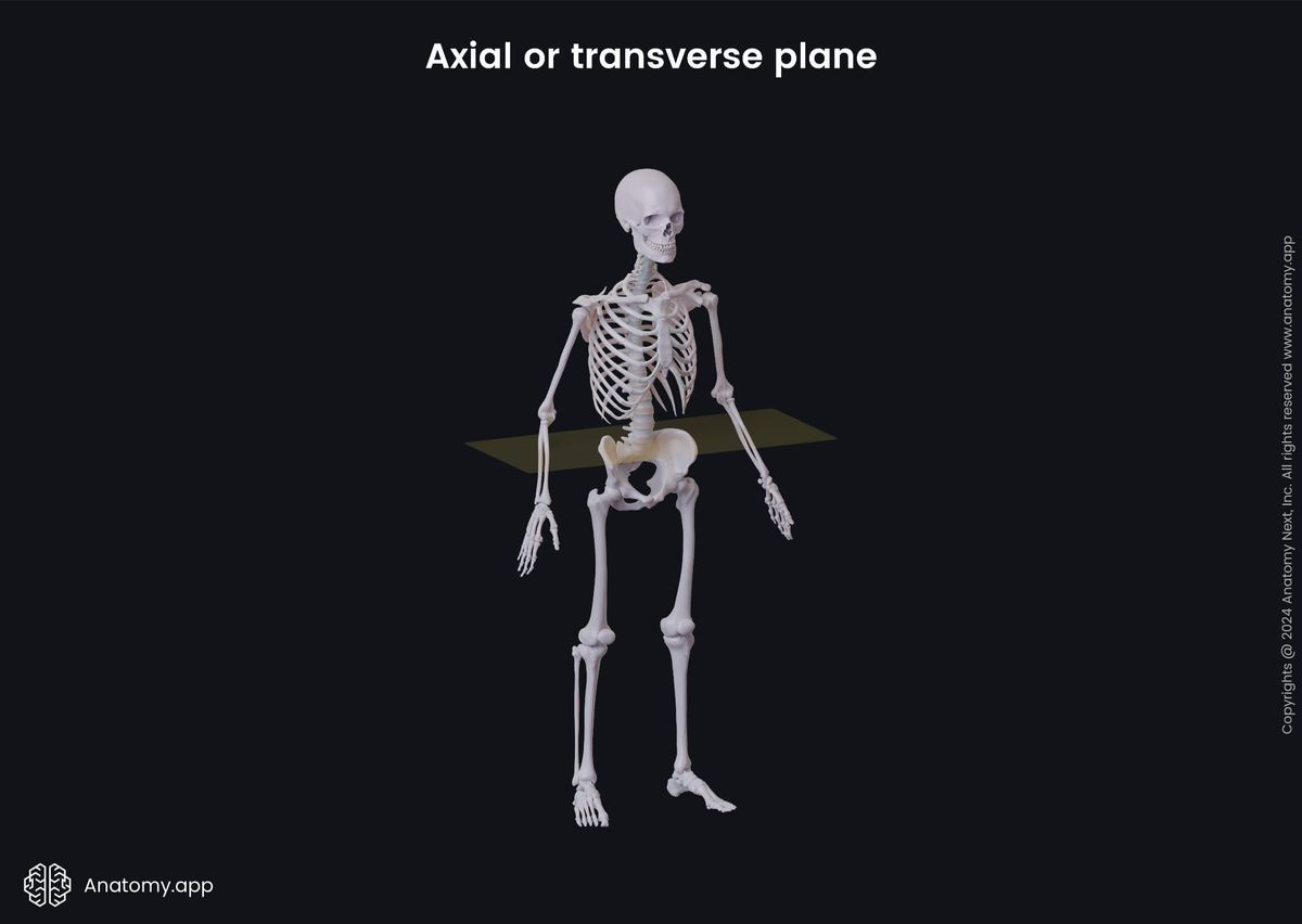 Anatomical terminology, Human body, Anatomical planes, Transverse plane, Axial plane