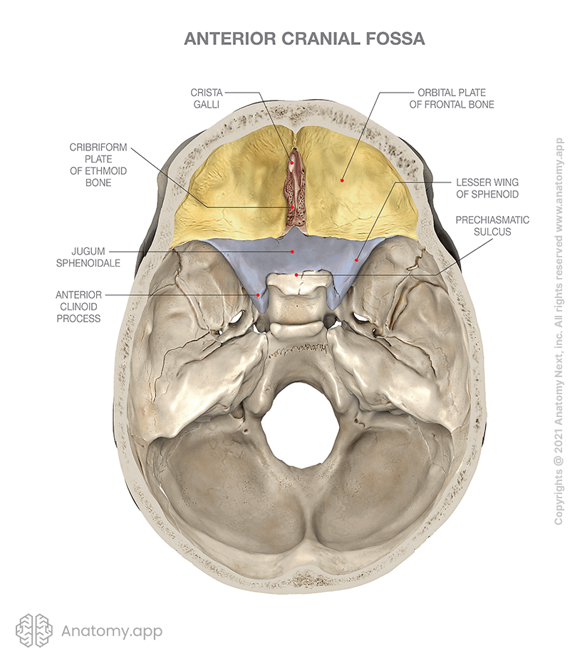 Internal cranial base, bones forming anterior cranial fossa (colored)