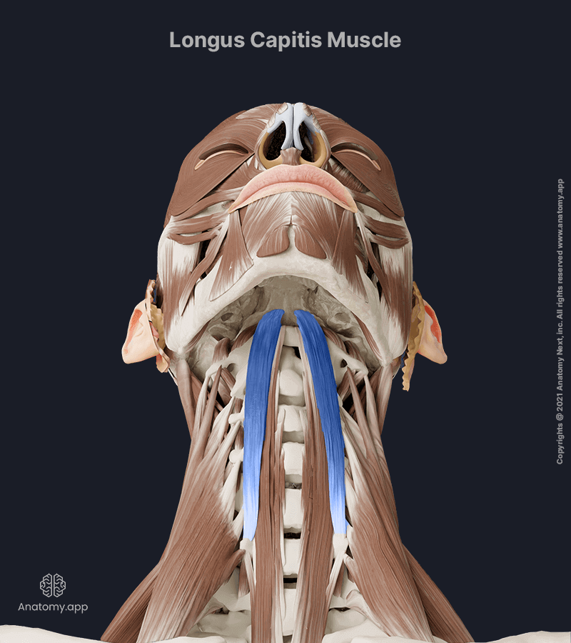 Longus capitis, Longus capitis muscle, Neck muscles, Anterior neck muscles, Prevertebral muscles, Deep cervical neck muscles, Head and neck muscles, Anterior view, Longus capitis muscle colored blue