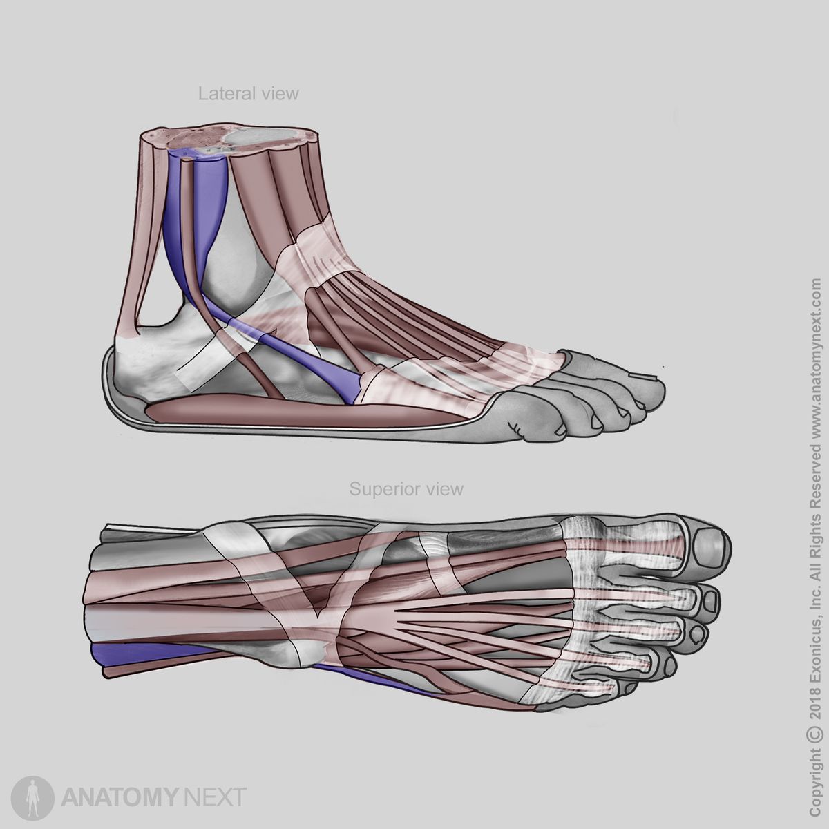 Peroneus brevis, Fibularis brevis, Insertion of peroneus brevis, Insertion of fibularis brevis, Lateral compartment of leg, Lateral compartment muscles, Leg muscles, Human foot