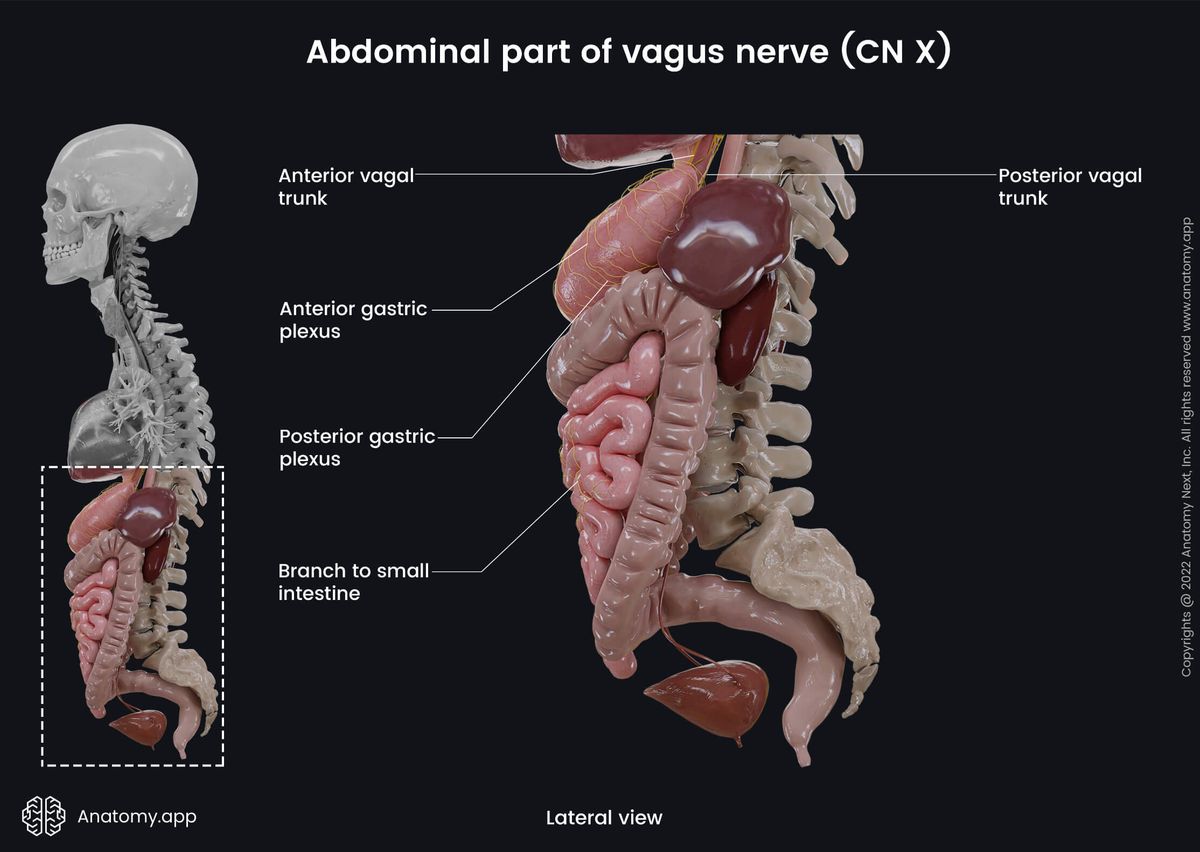 Nervous system, Cranial nerves, Tenth cranial nerve, CN X, Vagus nerve, Abdominal part, Lateral view