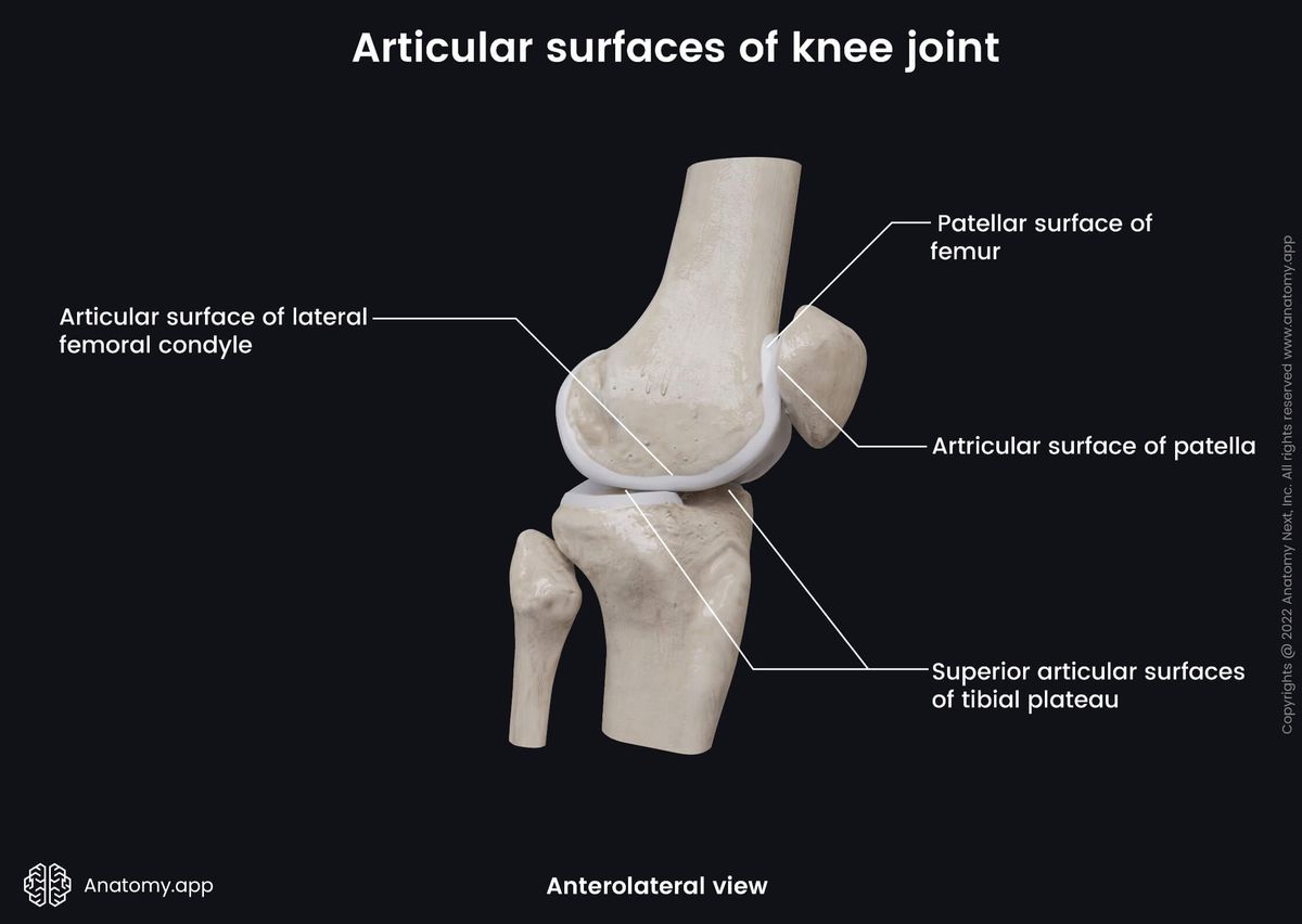 Knee joint, Articular surfaces, Bones of knee joint, Femur, Tibia, Fibula, Patella, Anterolateral view
