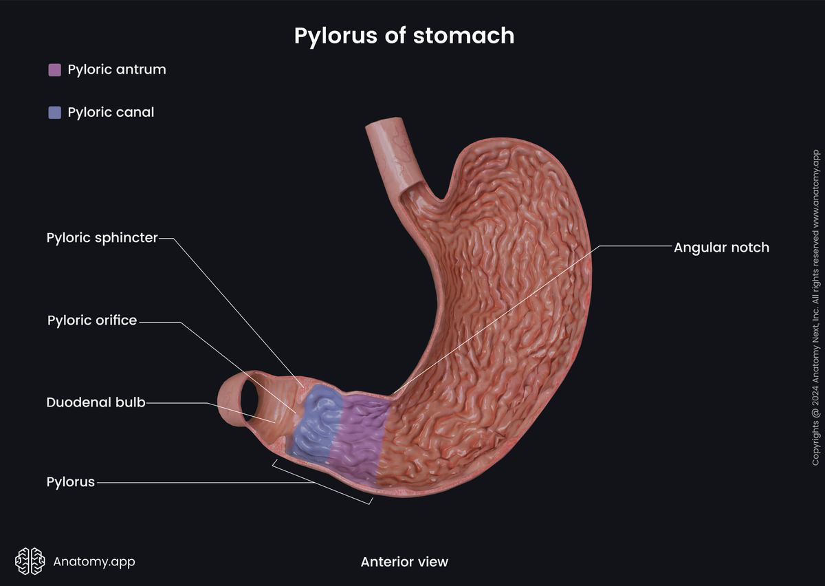 Abdomen, Digestive system, Gastrointestinal tract, Digestive tract, Stomach, Parts, Pylorus, Anterior view