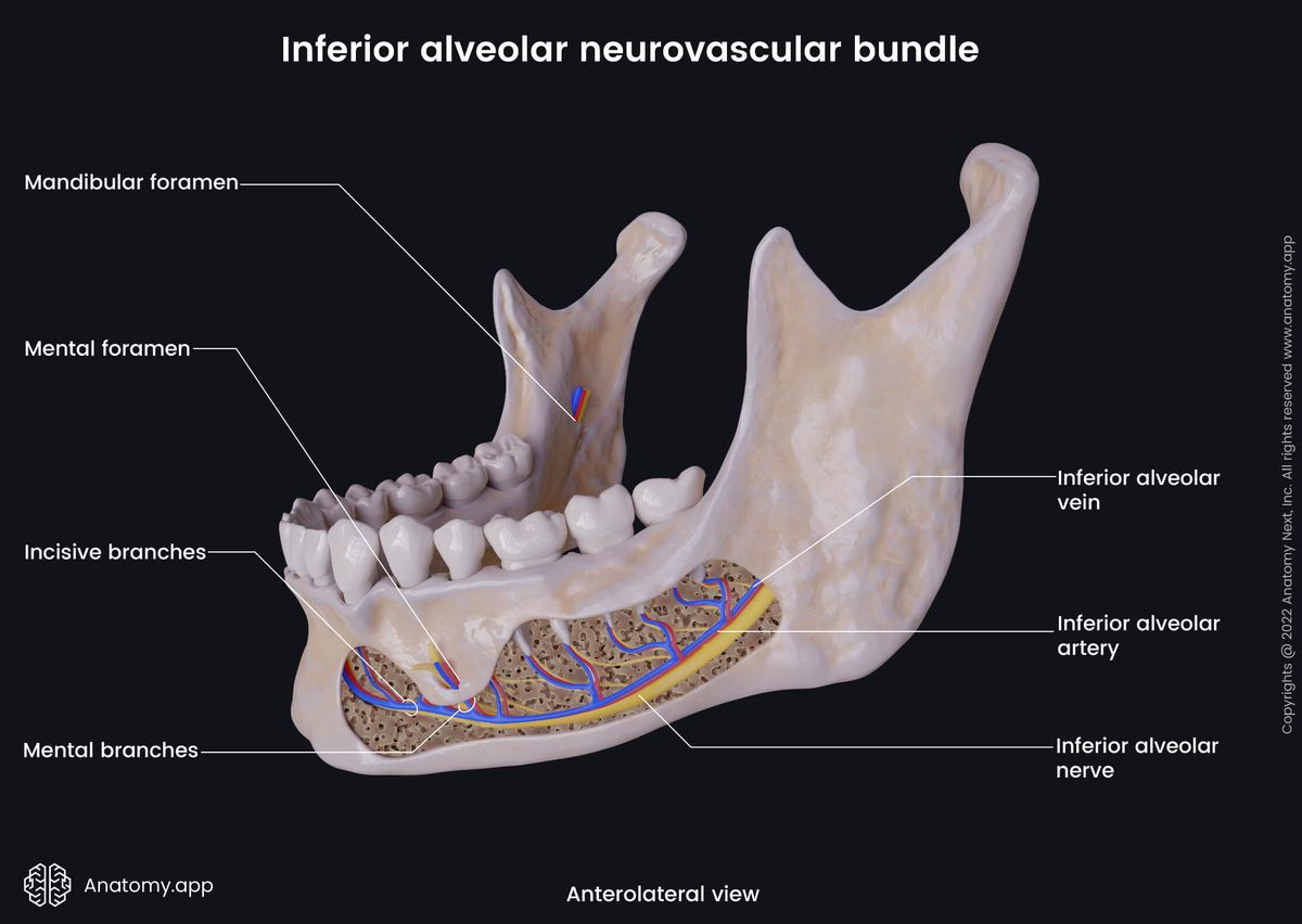 Inferior alveolar neurovascular bundle, Inferior alveolar nerve, Inferior alveolar artery, Inferior alveolar vein, Incisive branches, Mental branches, Anterolateral view, Mandible
