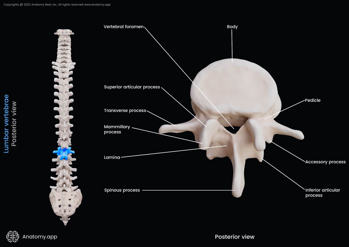 Lumbar vertebrae, Landmarks, Posterior view, Lumbar spine, Spine, Vertebral column