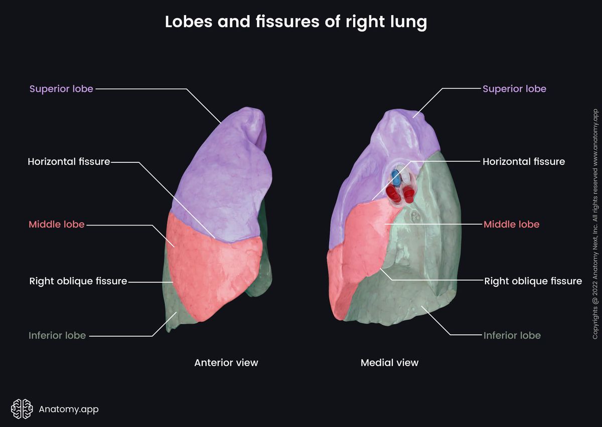 Right lung, Lobes, Fissures, Anterior view, Medial view
