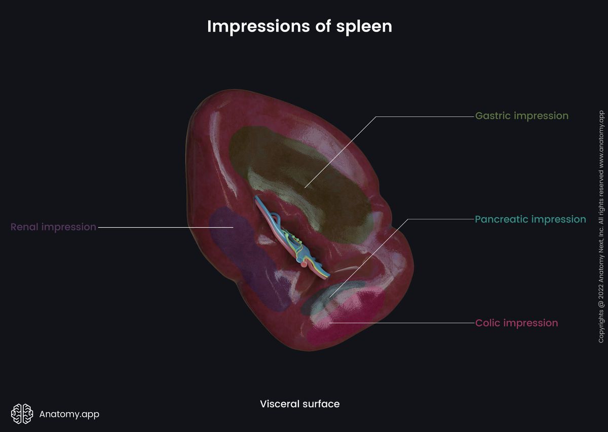 Spleen, Impressions, Visceral surface, Hilum of spleen, Colic impression, Pancreatic impression, Renal impression, Gastric impression