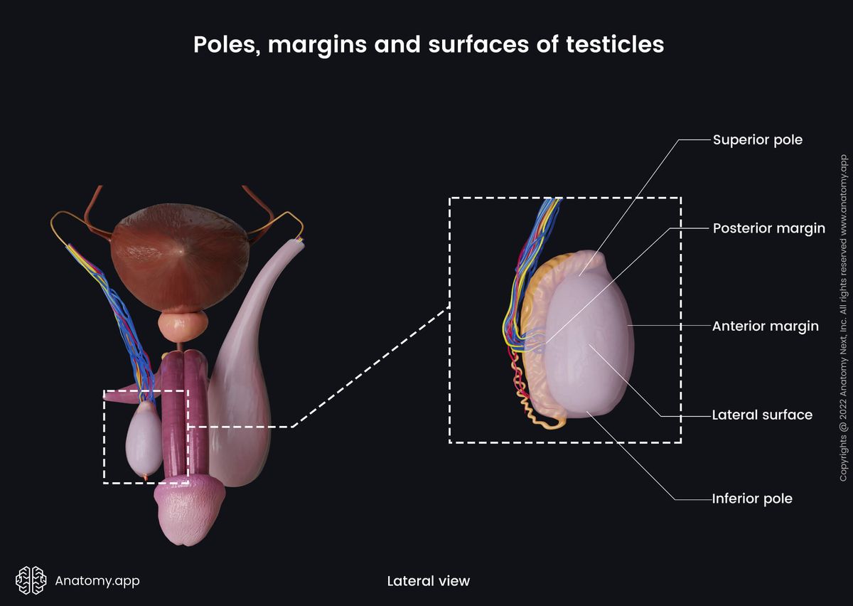 Male reproductive system, Testicles, Epididymis, Poles, Margins, Surfaces, Lateral view