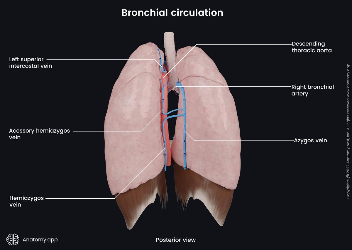 Lungs, Bronchial circulation, Bronchial veins, Bronchial arteries, Posterior view, Diaphragm, Trachea, Azygos vein, Accessory hemiazygos veins, Hemiazygos vein