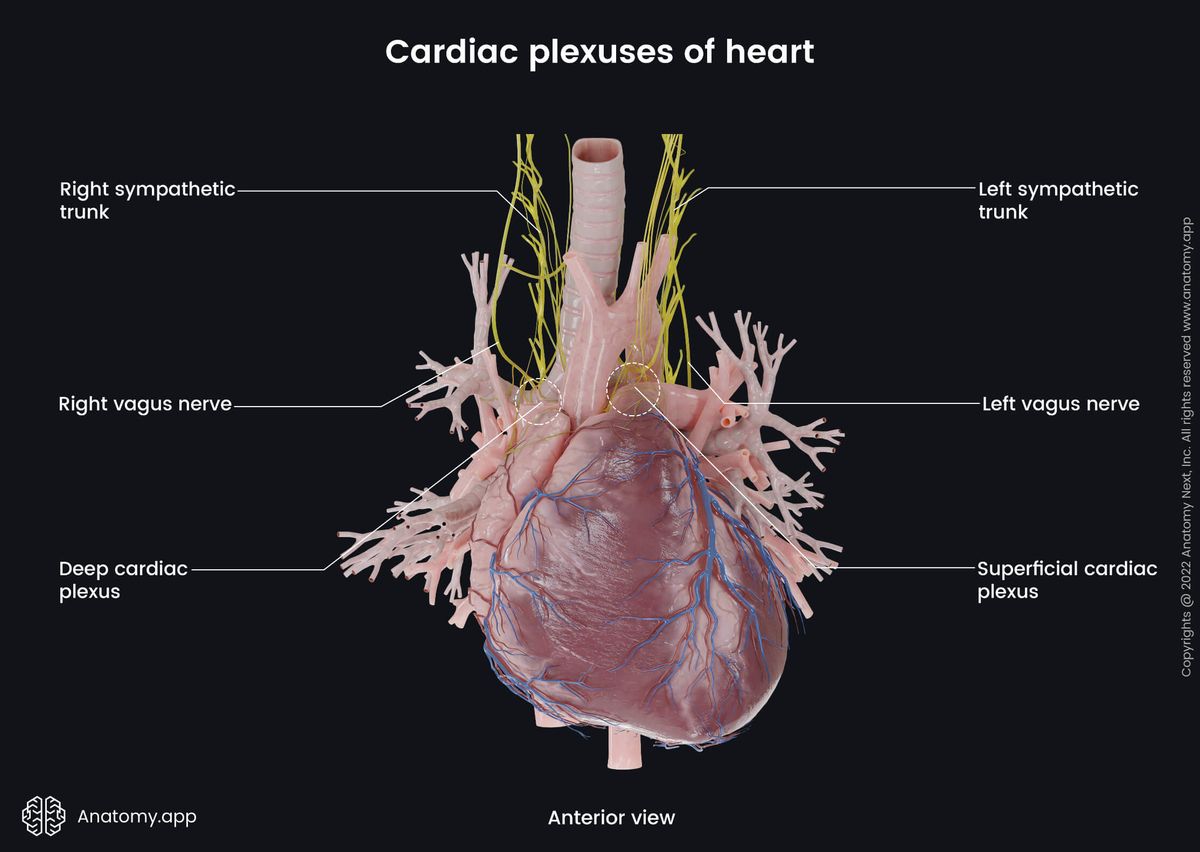 Heart, Innervation, Cardiac plexuses, Superficial cardiac plexus, Deep cardiac plexus, Vagus nerves, Sympathetic trunks, Anterior view