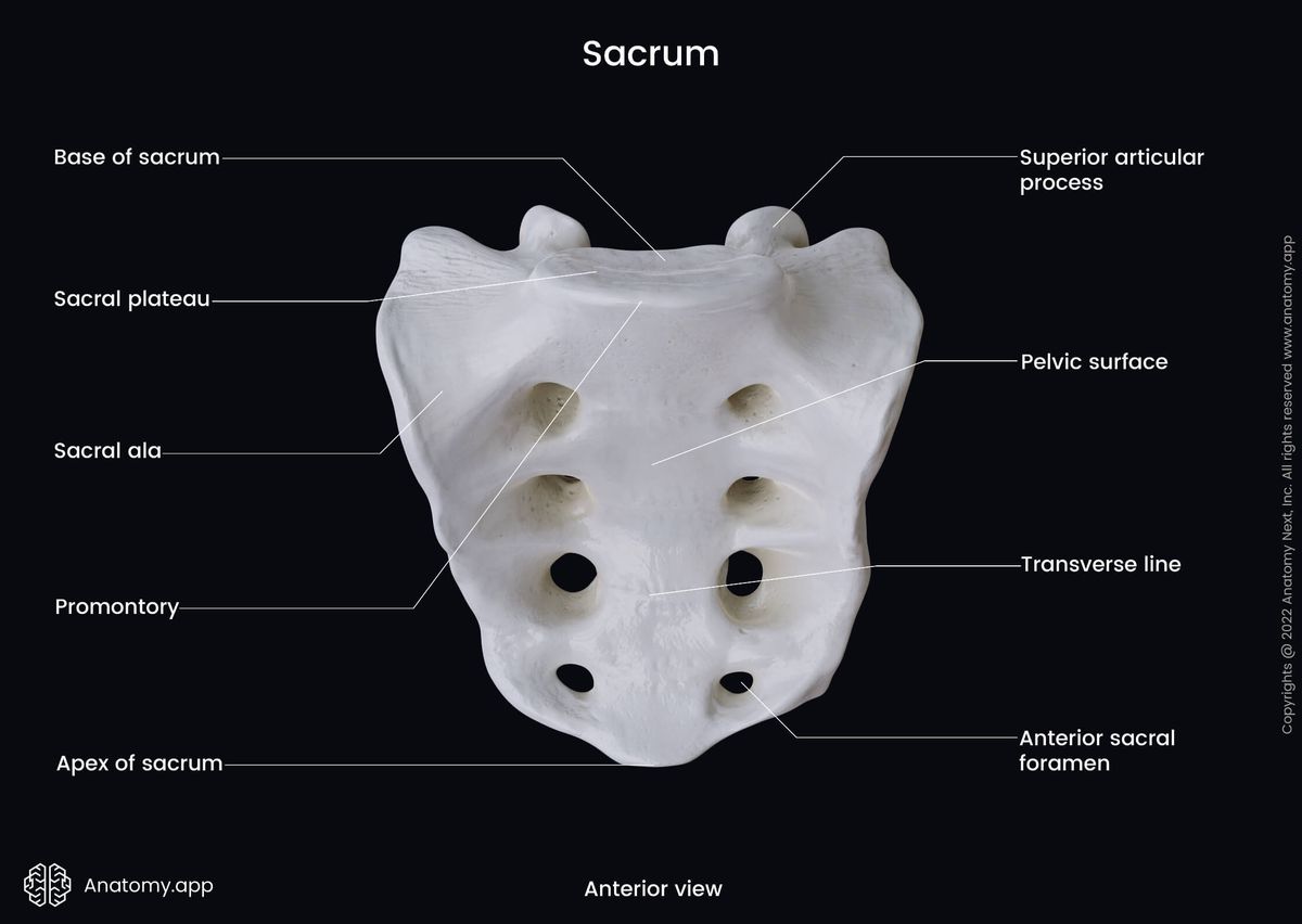 Sacrum, Sacral vertebrae, Vertebrae, Landmarks, Pelvic surface, Anterior view, Spine, Vertebral column, Human skeleton