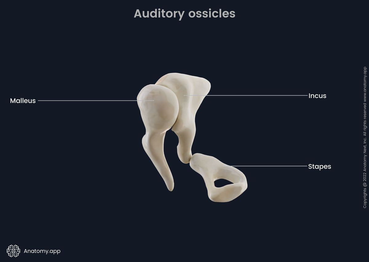 Auditory ossicles: malleus, incus, stapes