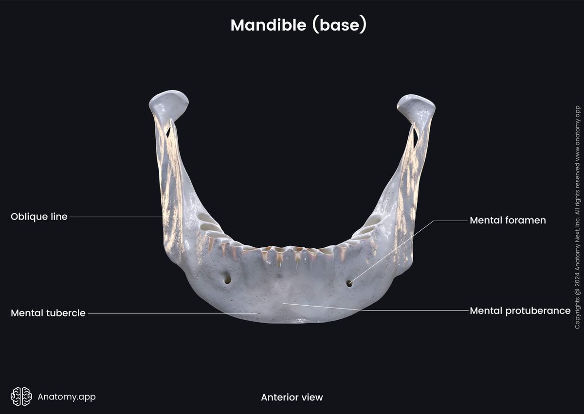 Head and neck, Skull, Viscerocranium, Facial skeleton, Mandible, Lower jaw, Body of mandible, Base of mandible, Landmarks of mandible, Anterior view