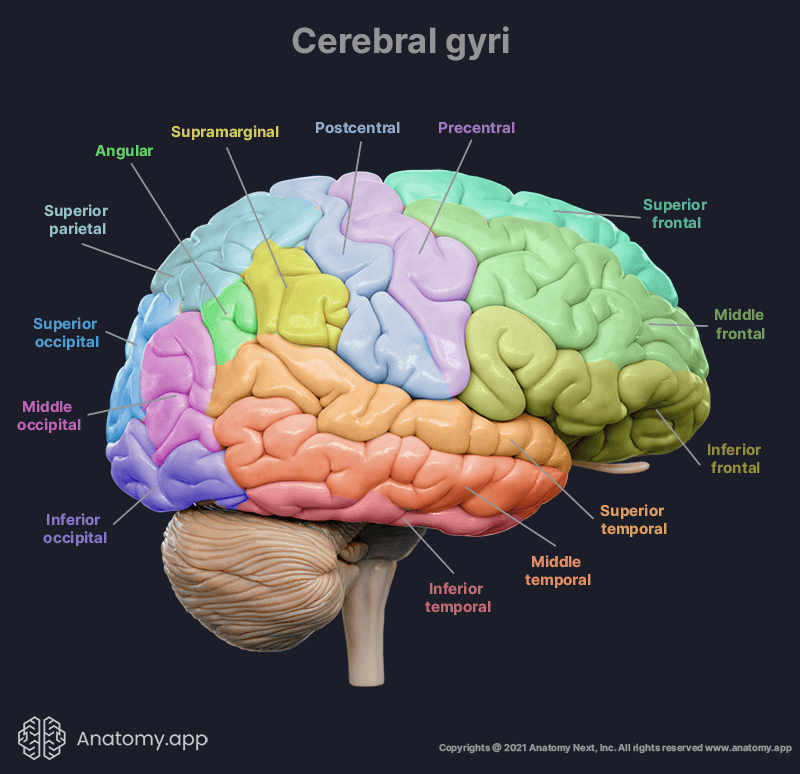 cerebral gyri, gyrus, brain anatomy, supramarginal gyrus, postcentral gyrus, precentral gyrus, superior frontal gyrus, angular gyrus, superior parietal gyrus, occipital gyrus, temporal gyrus 