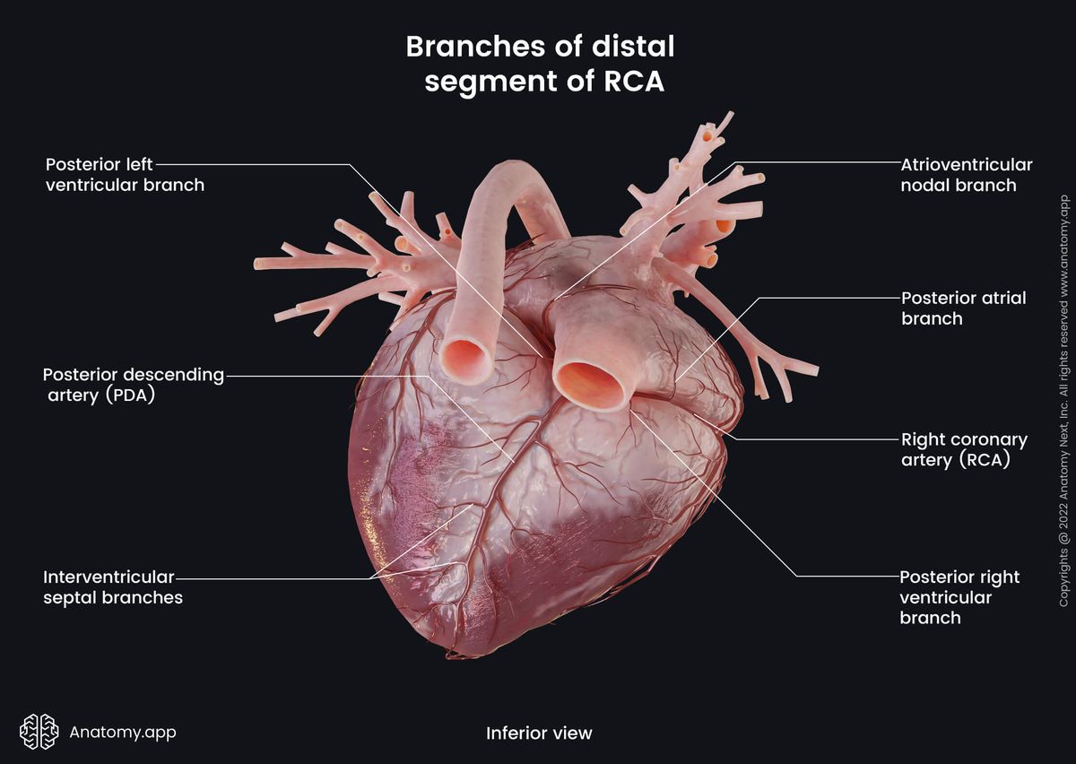 Heart, Coronary circulation, Left coronary artery, Branches, Distal segment, Inferior view