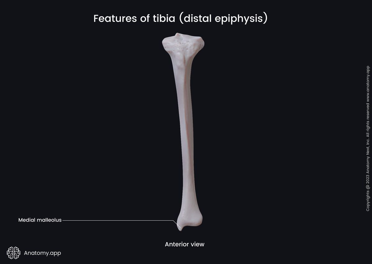 Skeleton of lower limb, Bones of lower extremity, Human skeleton, Tibia, Shinbone, Landmarks, Anatomical features of distal epiphysis, Leg, Leg bones, Anterior view