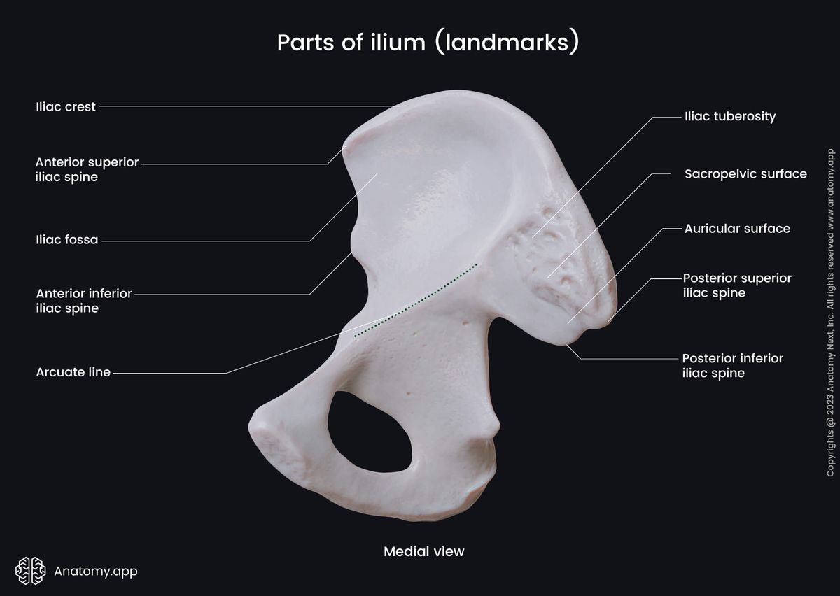 Ilium, Iliac bone, Hip bone, Pelvic girdle, Landmarks of ilium, Medial view of ilium, Human skeleton