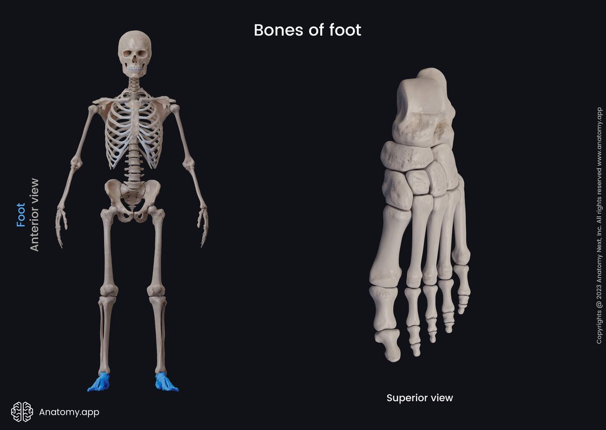 Foot, Bones of foot, Tarsals, Metatarsals, Phalanges, Dorsal view of foot, Dorsal surface of foot, Human foot, Human skeleton, Skeleton of lower limb, Superior view of foot
