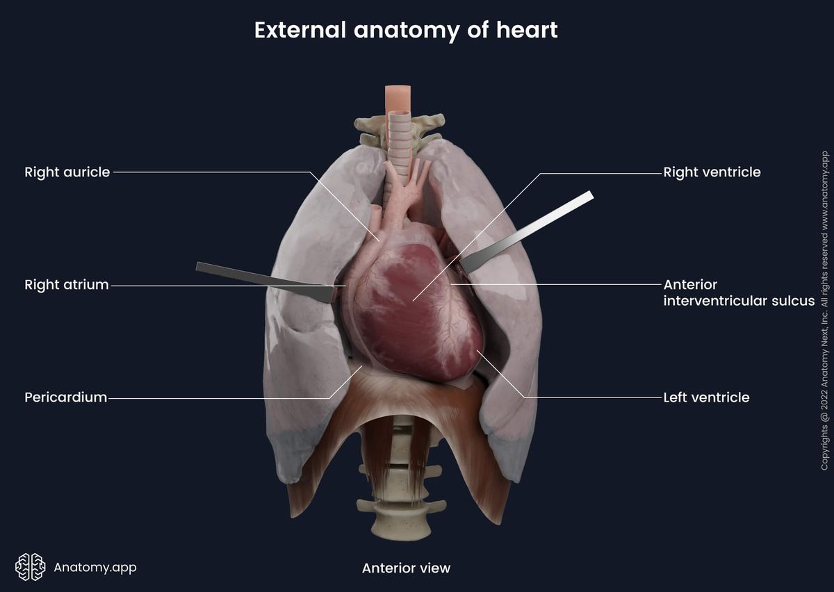 Heart, External anatomy, Pleura, Thorax, Pericardium, Atria, Ventricles, Anterior view